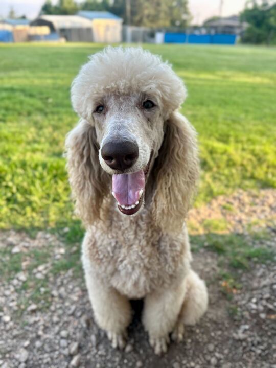Dolly Apr 25
