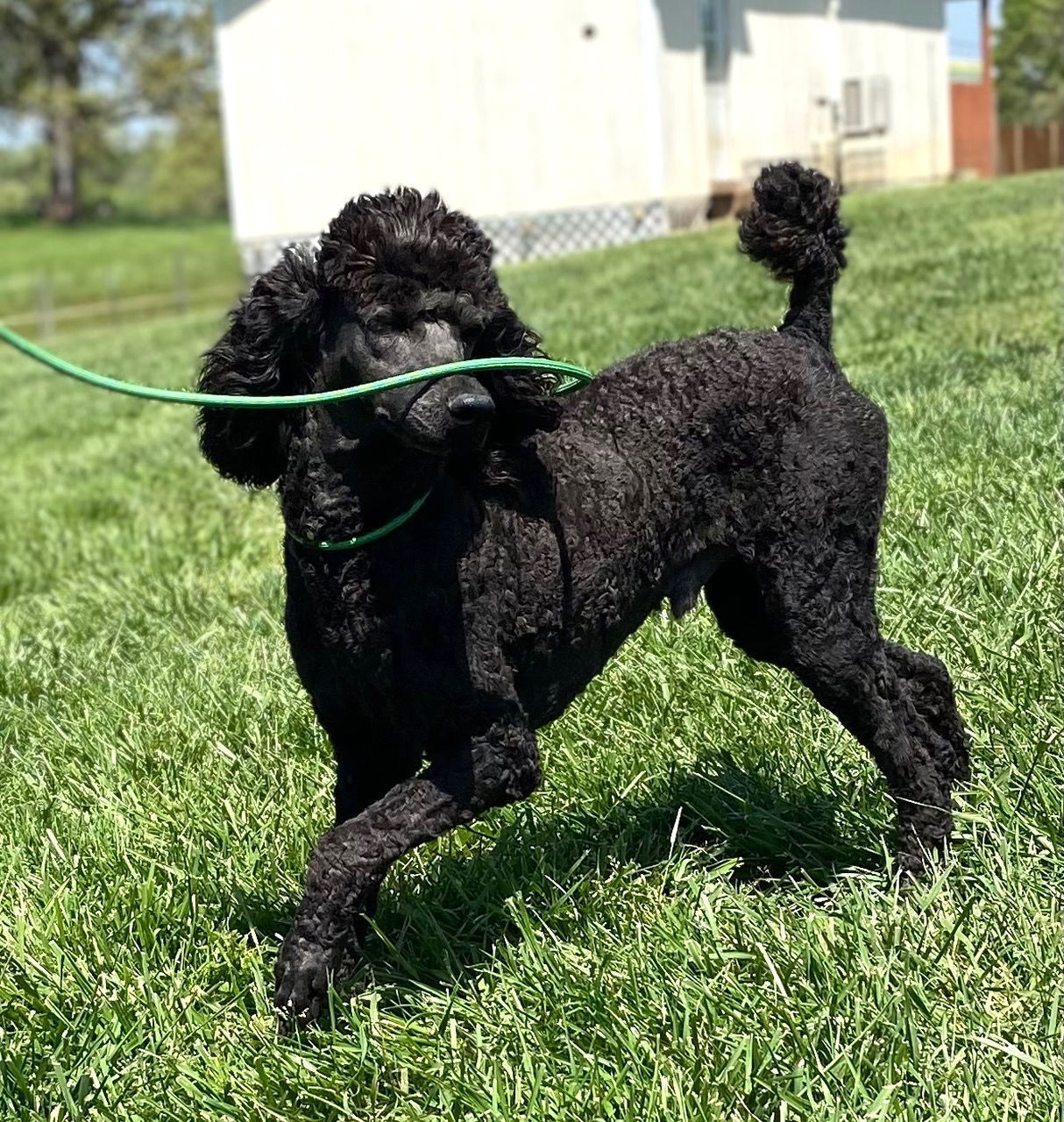 Castiel Apr 25