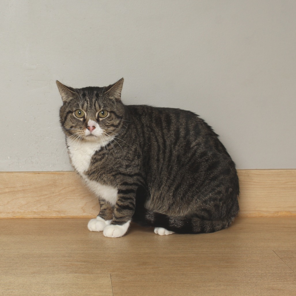 Monty C64604