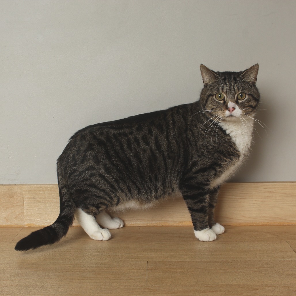 Monty C64604