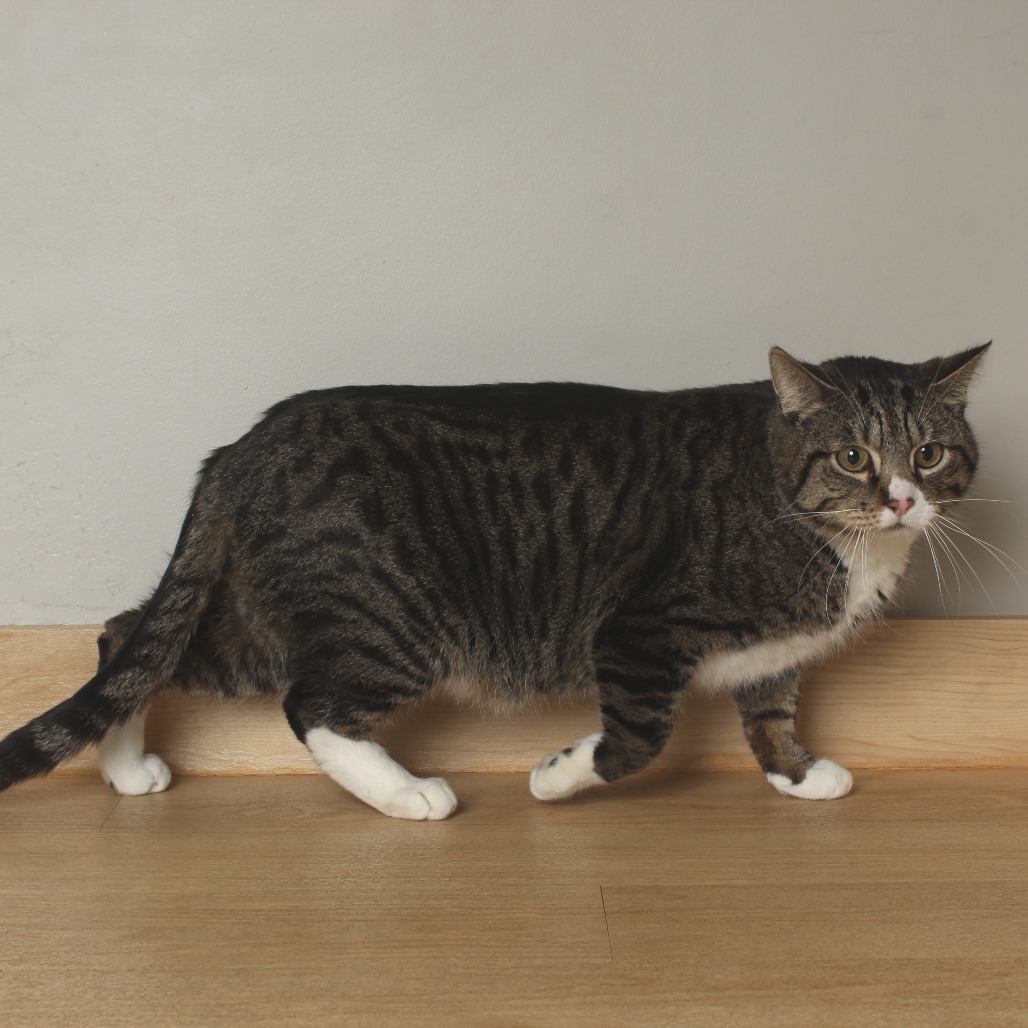 Monty C64604