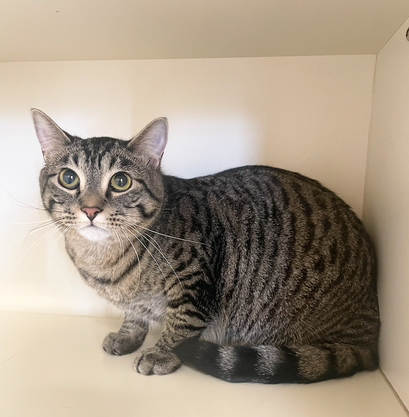 Everett ~ Available at J&K Mega Pet Wabash, IN!!