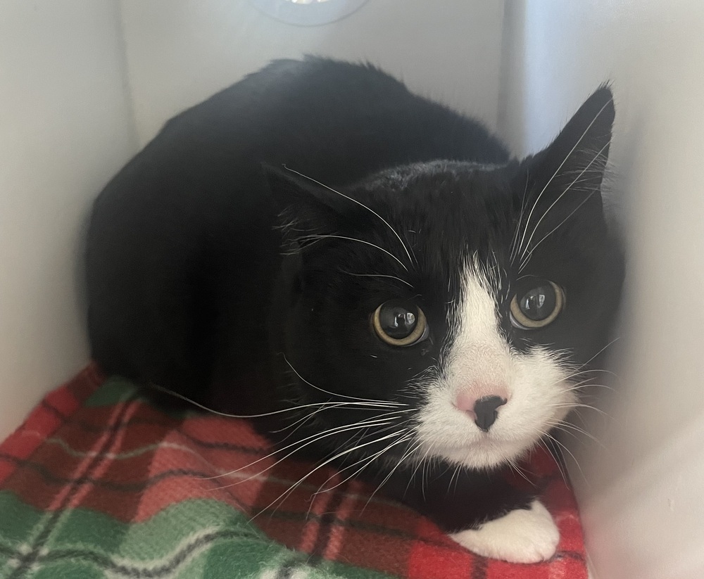 Oreo ~ Sponsored Adoption Fee!