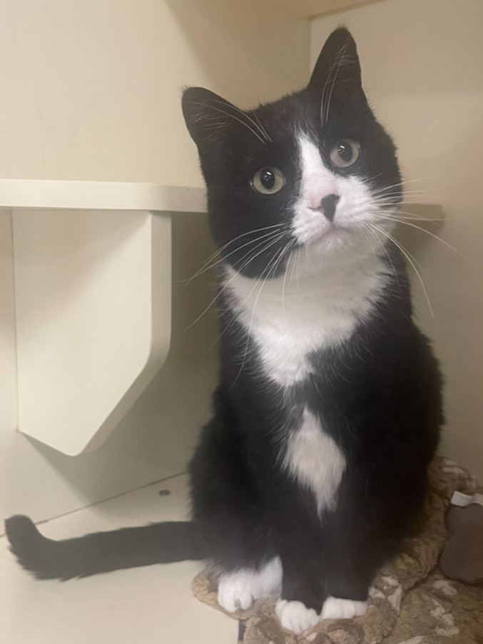 Oreo ~ Sponsored Adoption Fee!