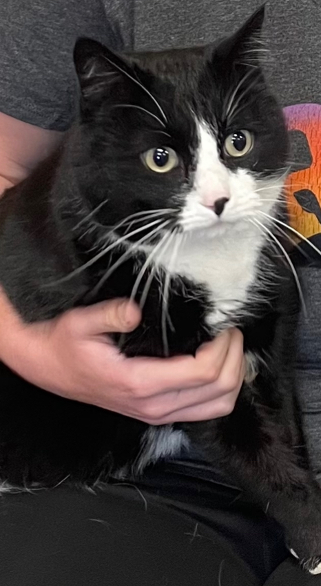 Oreo ~ Sponsored Adoption Fee!