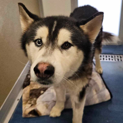 Loki