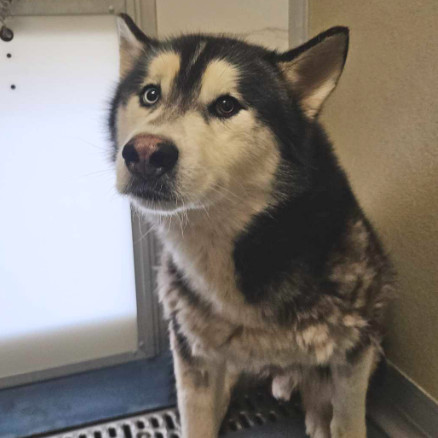 Loki