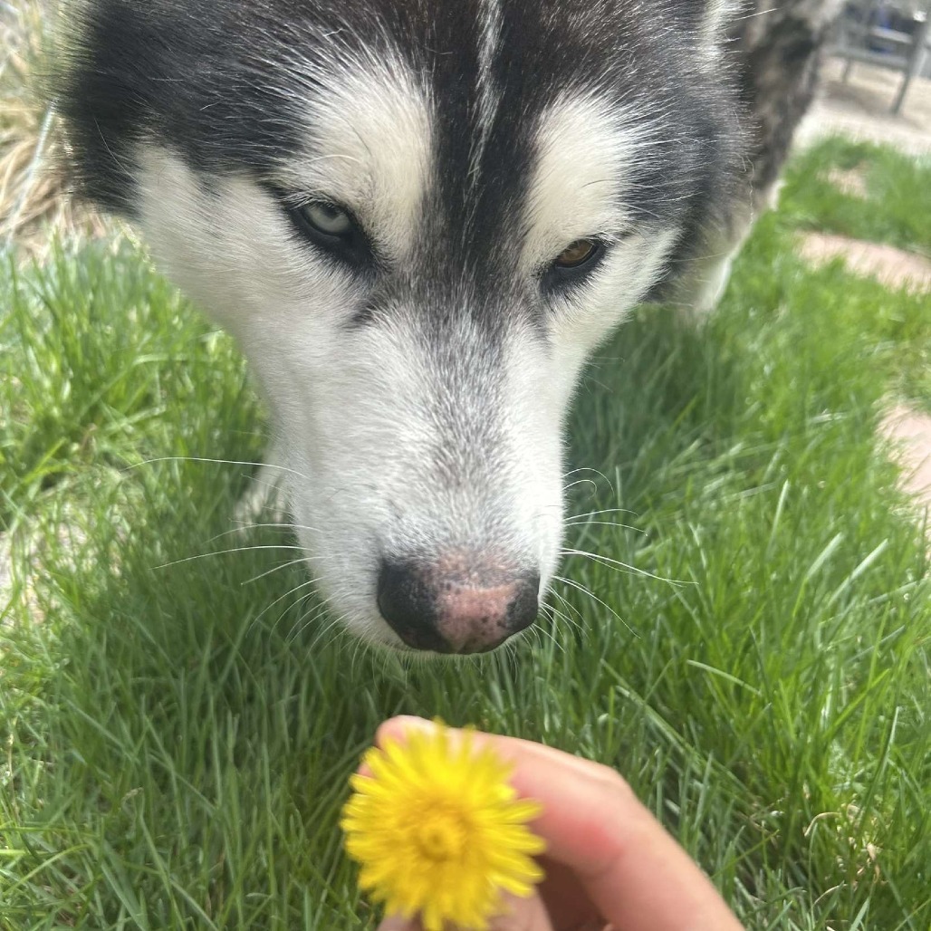 Loki