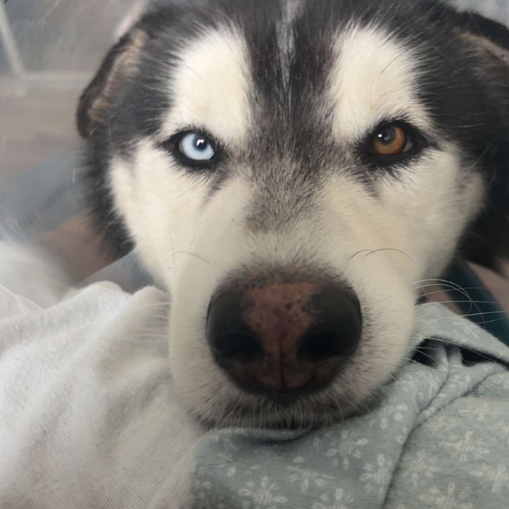 Loki