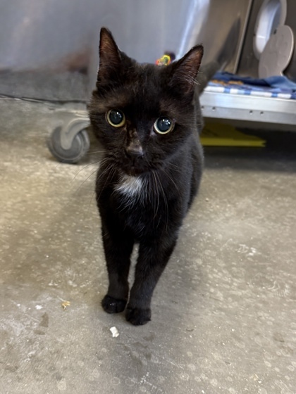 Salem