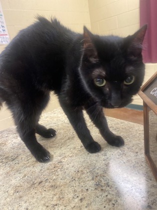 Salem