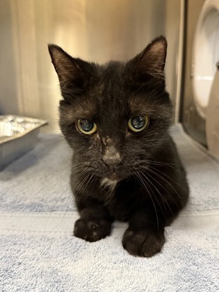 Salem