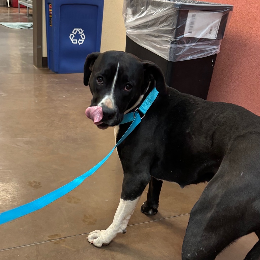 Zoey - Dog Friendly, Leash Trained!