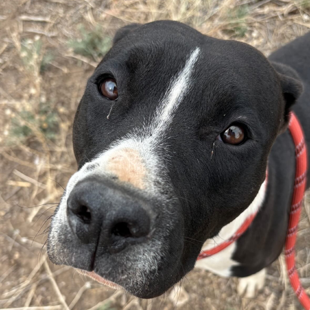 Zoey - Dog Friendly, Leash Trained!