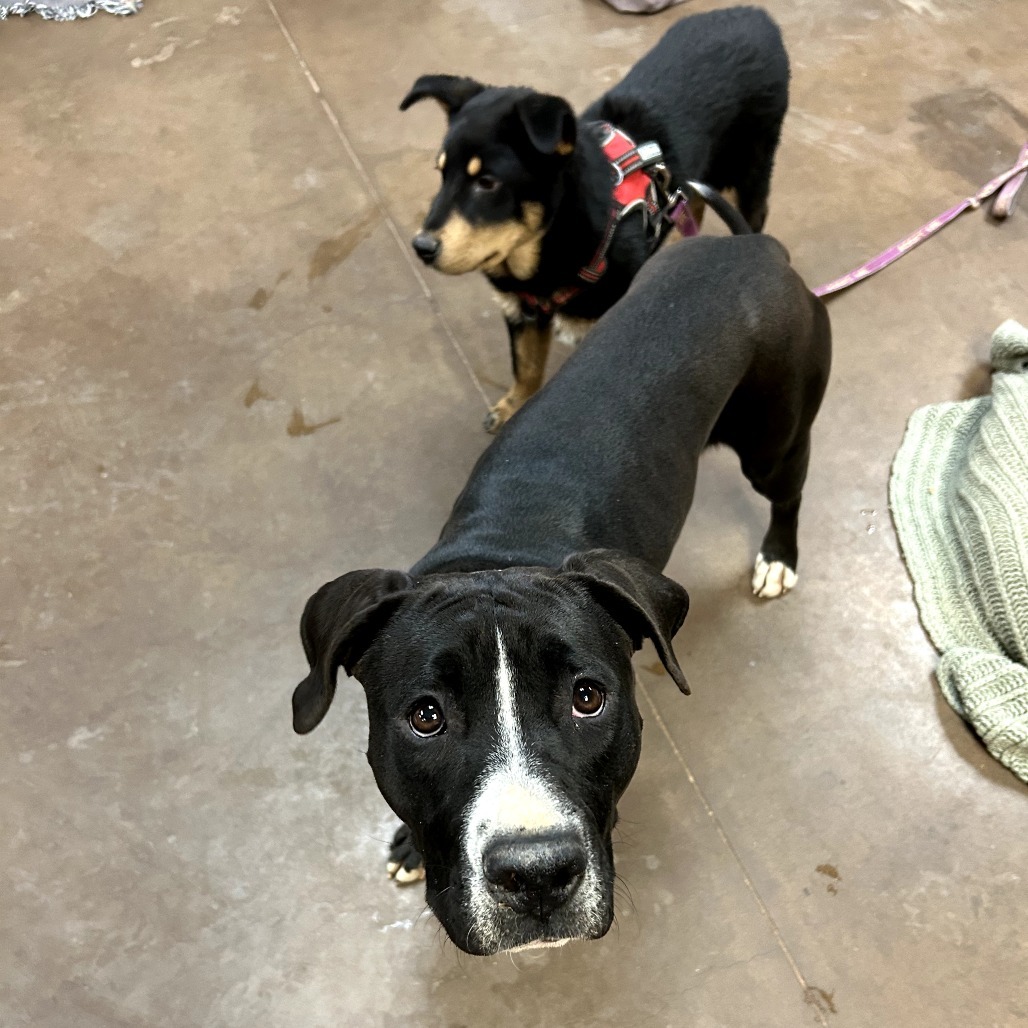 Zoey - Dog Friendly, Leash Trained!
