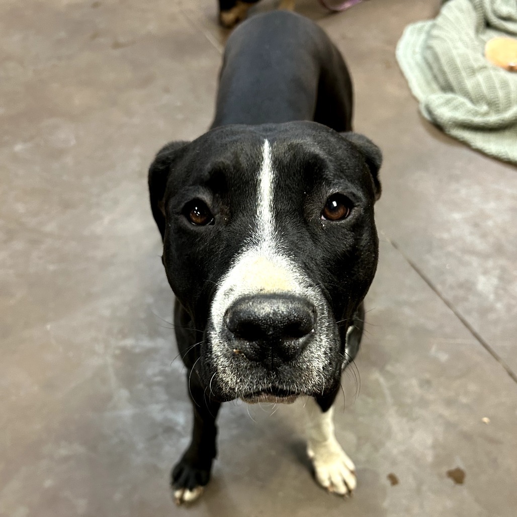 Zoey - Dog Friendly, Leash Trained!