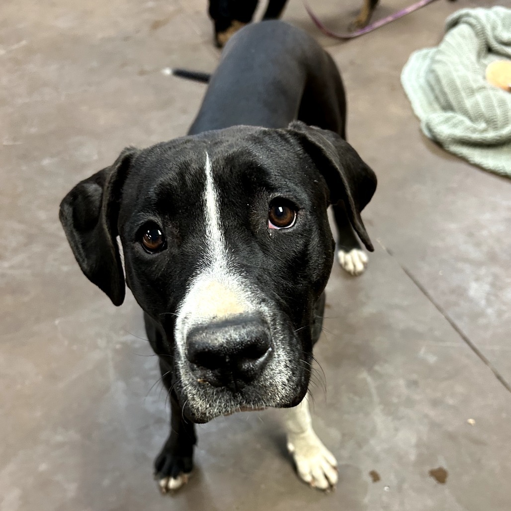Zoey - Dog Friendly, Leash Trained!