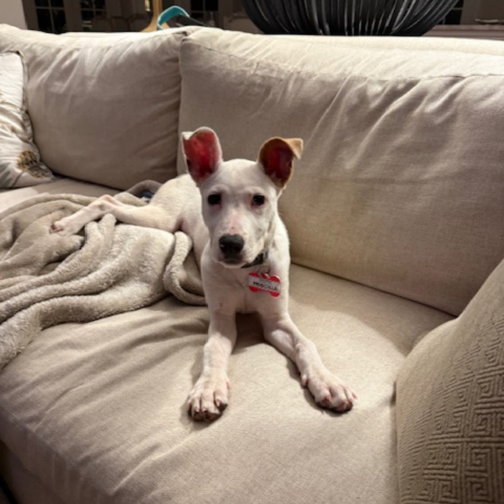 Priscilla