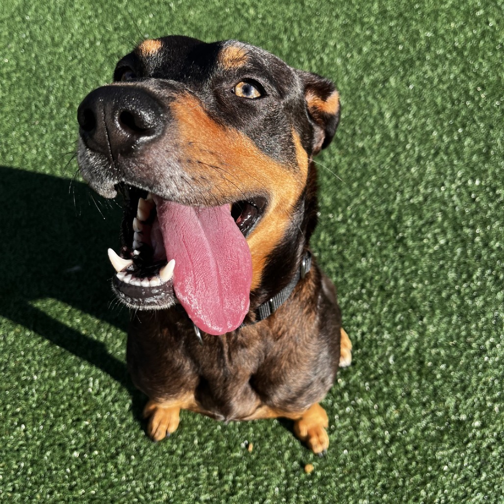 Mojo