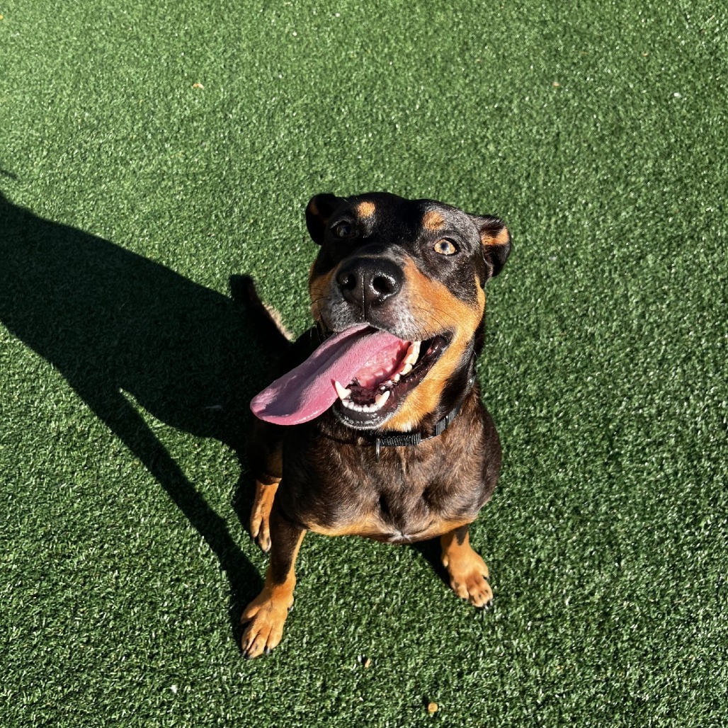 Mojo
