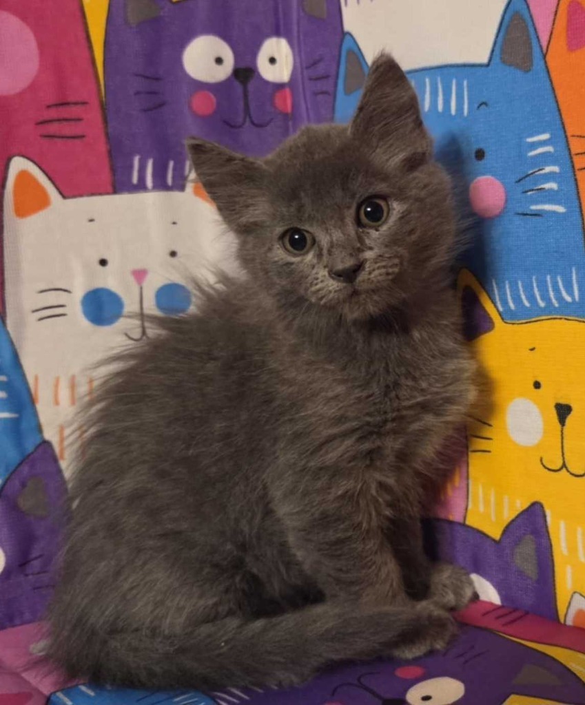 Willow