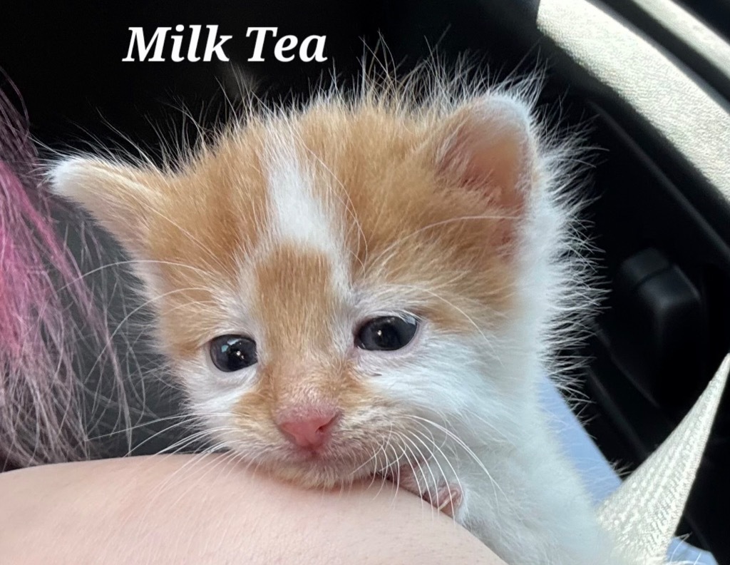 Milk Tea