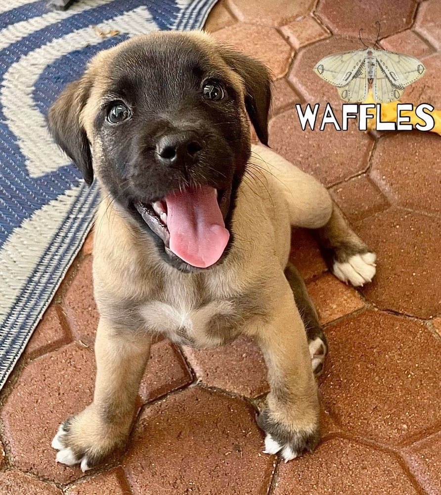 Waffles