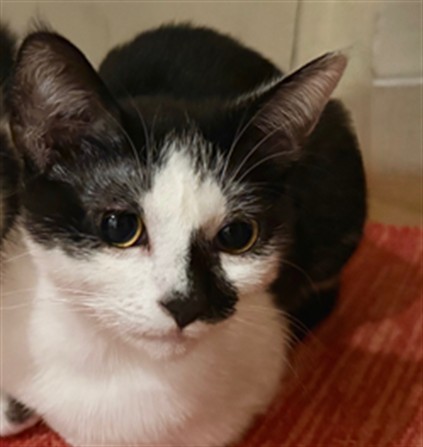 DOMINO