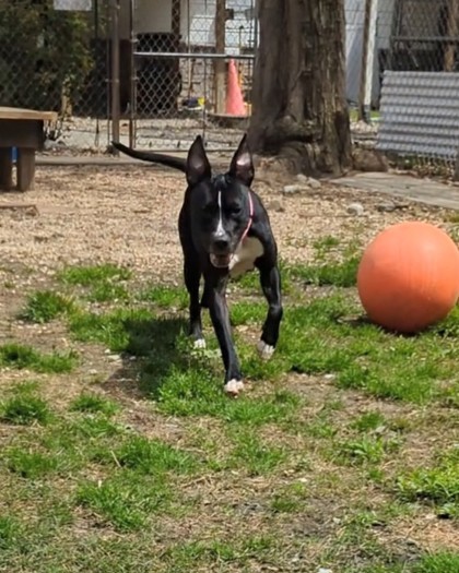 Moxie thumbnail 2
