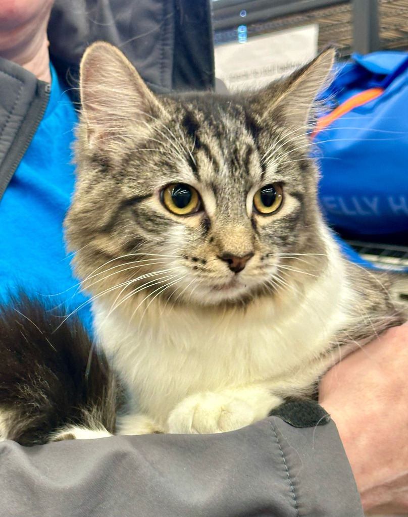 Beaker, an adoptable Domestic Medium Hair in Calgary, AB, T3S 0C5 | Photo Image 1