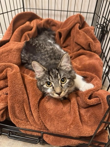 Beaker, an adoptable Domestic Medium Hair in Calgary, AB, T3S 0C5 | Photo Image 2