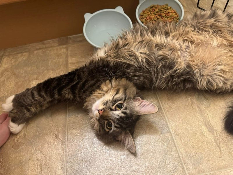 Beaker, an adoptable Domestic Medium Hair in Calgary, AB, T3S 0C5 | Photo Image 3