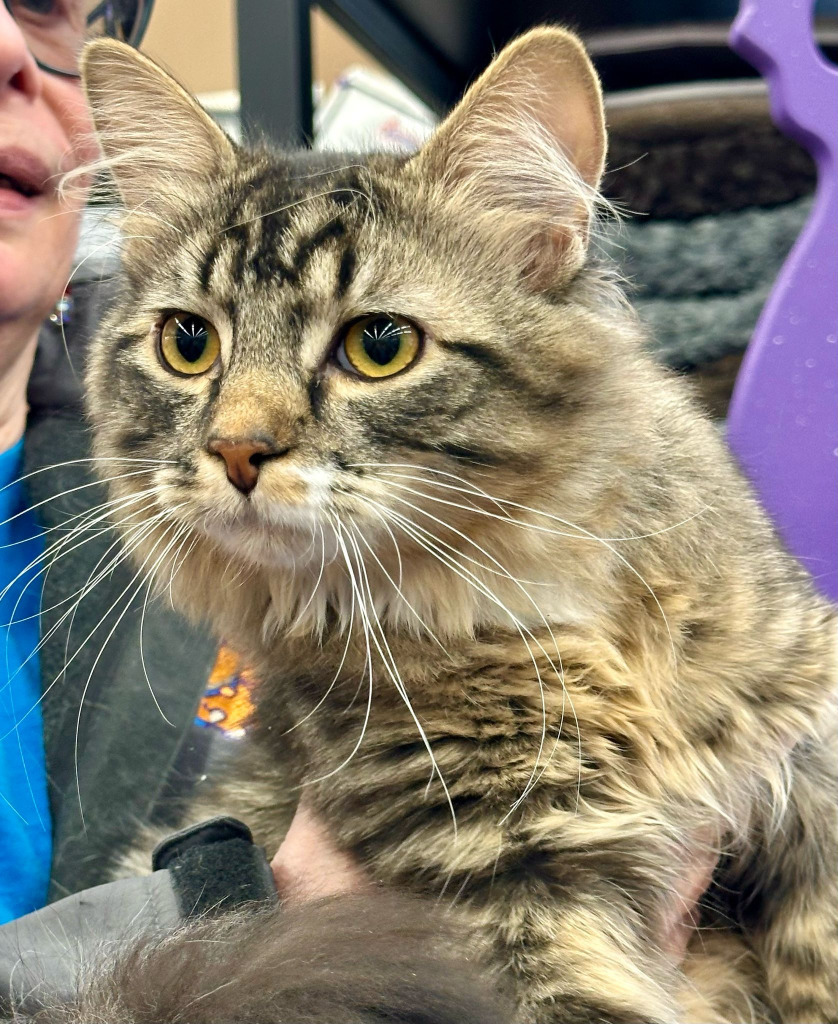 Bunsen, an adoptable Domestic Medium Hair in Calgary, AB, T3S 0C5 | Photo Image 1