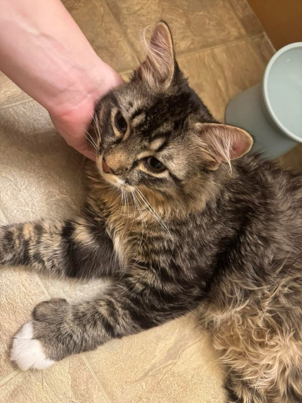 Bunsen, an adoptable Domestic Medium Hair in Calgary, AB, T3S 0C5 | Photo Image 2