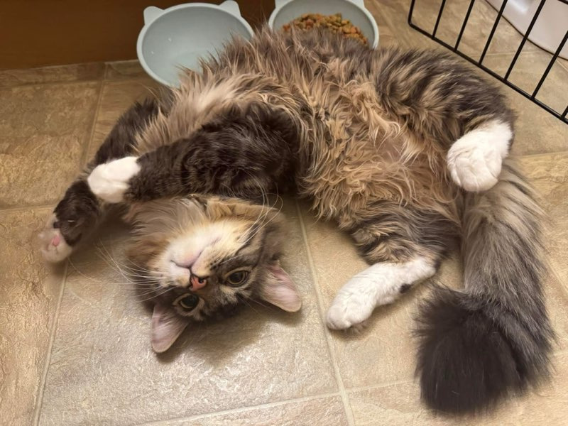 Bunsen, an adoptable Domestic Medium Hair in Calgary, AB, T3S 0C5 | Photo Image 3
