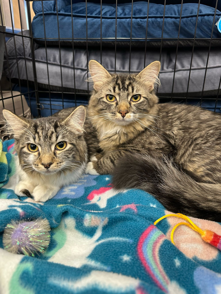 Bunsen, an adoptable Domestic Medium Hair in Calgary, AB, T3S 0C5 | Photo Image 4