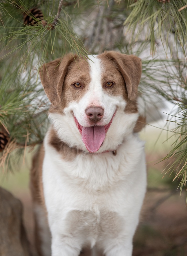 Cooper, an adoptable Siberian Husky, Mixed Breed in Gillette, WY, 82716 | Photo Image 1
