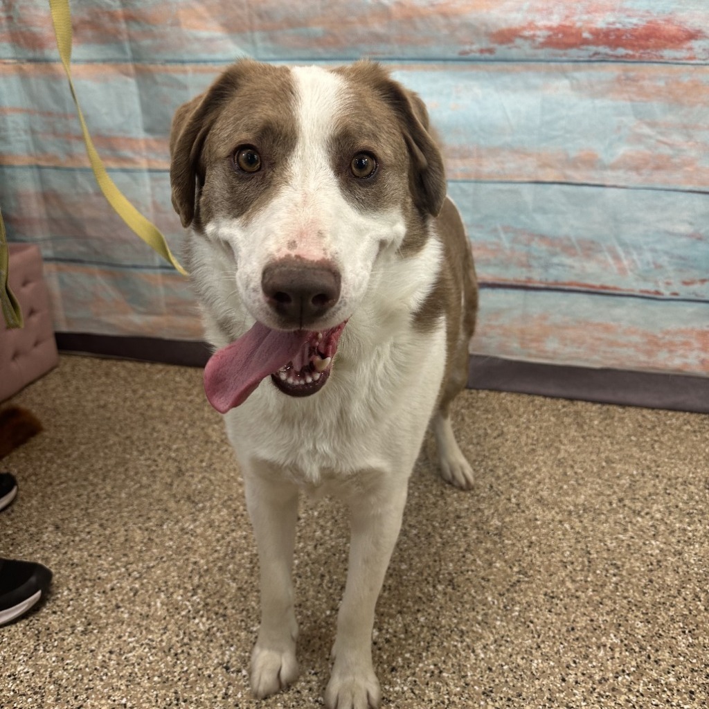 Cooper, an adoptable Siberian Husky, Mixed Breed in Gillette, WY, 82716 | Photo Image 2