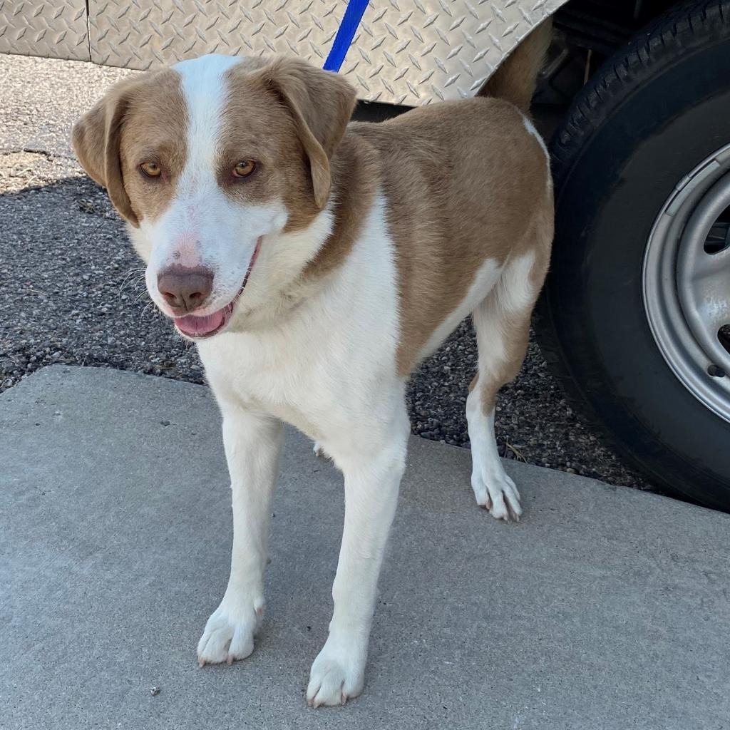 Cooper, an adoptable Siberian Husky, Mixed Breed in Gillette, WY, 82716 | Photo Image 3