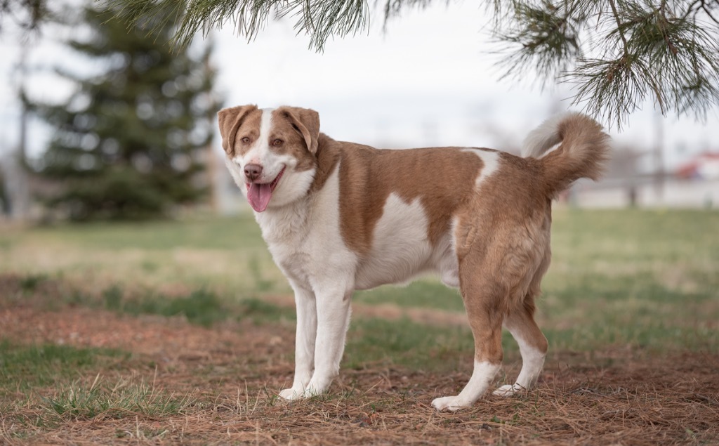 Cooper, an adoptable Siberian Husky, Mixed Breed in Gillette, WY, 82716 | Photo Image 4