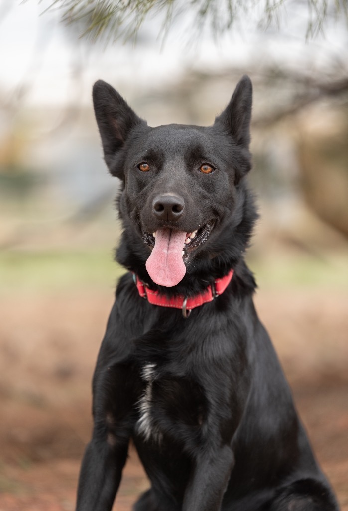 Fenris, an adoptable German Shepherd Dog, Siberian Husky in Gillette, WY, 82716 | Photo Image 1