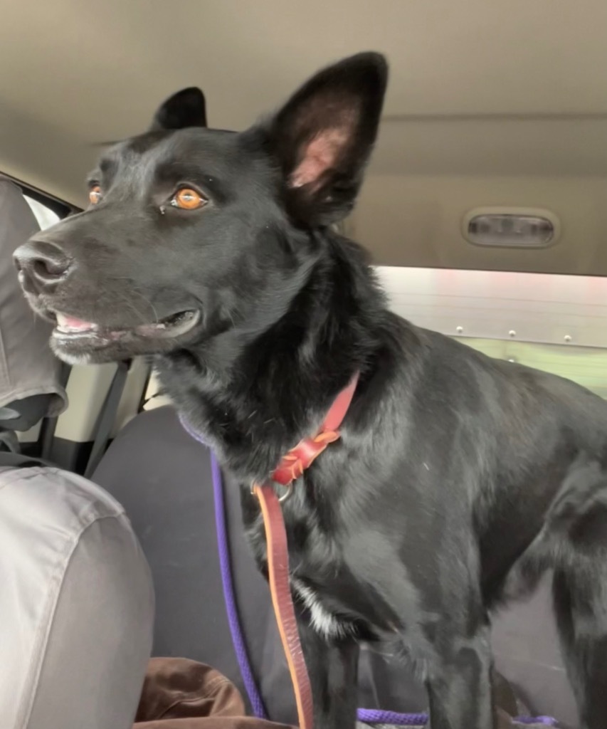 Fenris, an adoptable German Shepherd Dog, Siberian Husky in Gillette, WY, 82716 | Photo Image 2