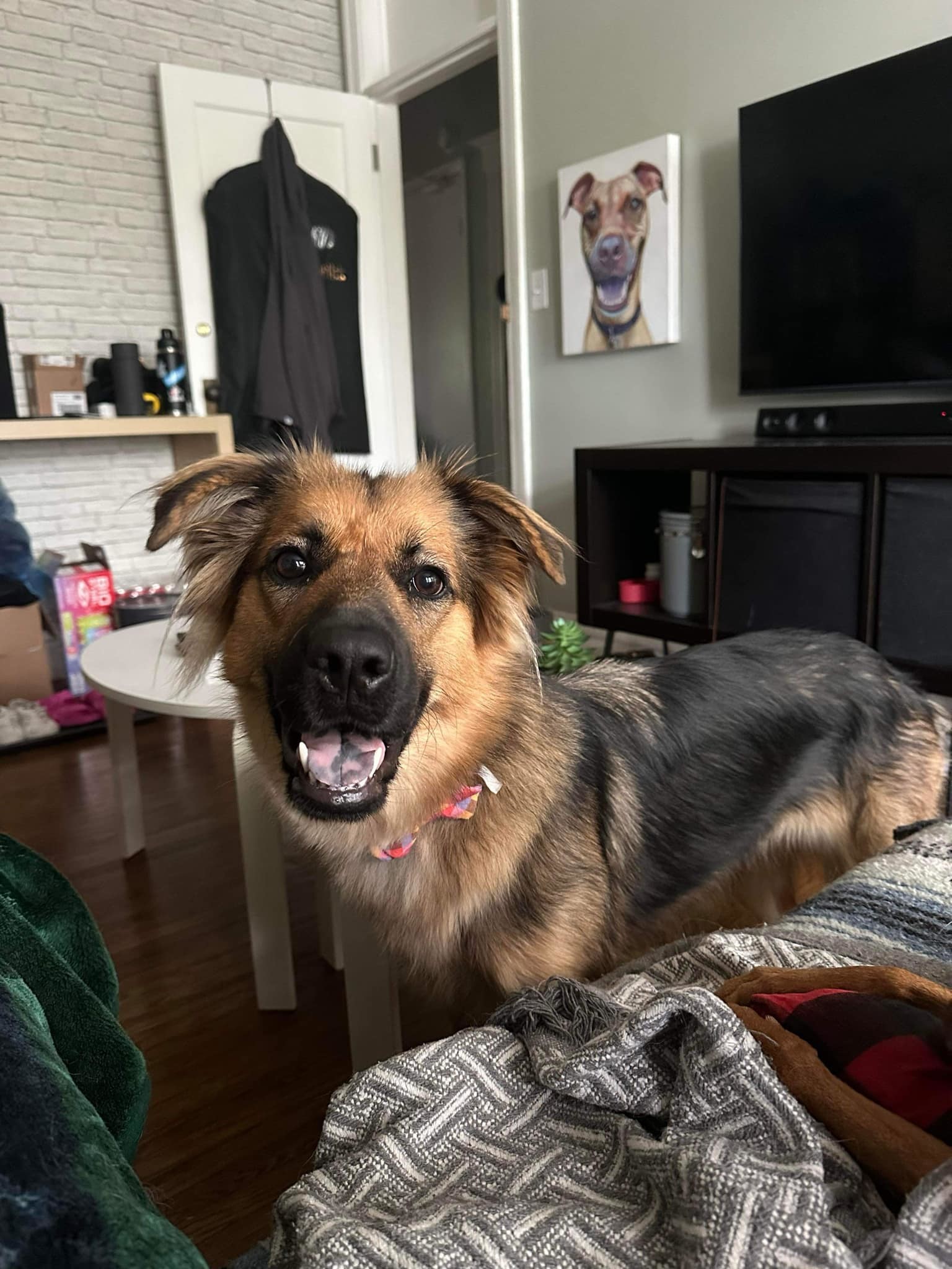 Rieka, an adoptable German Shepherd Dog, Mixed Breed in Sunderland, ON, L0C 1H0 | Photo Image 1