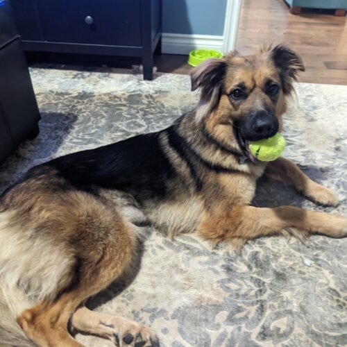 Rieka, an adoptable German Shepherd Dog, Mixed Breed in Sunderland, ON, L0C 1H0 | Photo Image 2