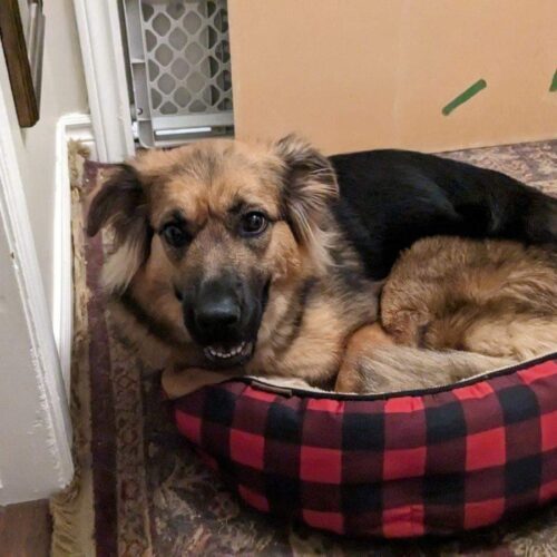 Rieka, an adoptable German Shepherd Dog, Mixed Breed in Sunderland, ON, L0C 1H0 | Photo Image 3