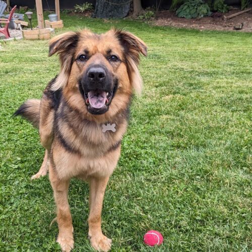 Rieka, an adoptable German Shepherd Dog, Mixed Breed in Sunderland, ON, L0C 1H0 | Photo Image 4