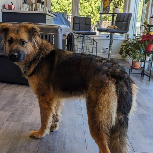 Rieka, an adoptable German Shepherd Dog, Mixed Breed in Sunderland, ON, L0C 1H0 | Photo Image 5