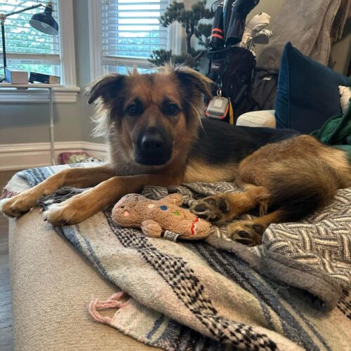Rieka, an adoptable German Shepherd Dog, Mixed Breed in Sunderland, ON, L0C 1H0 | Photo Image 6