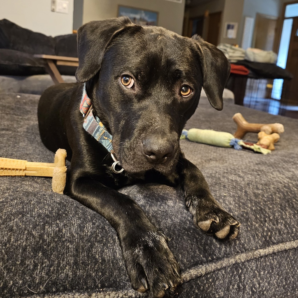 Dodger
