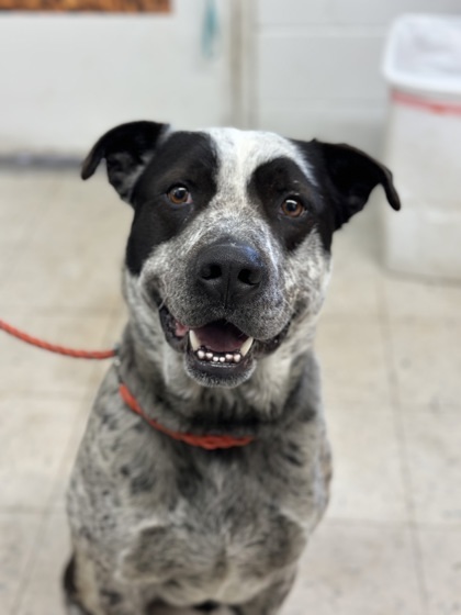 Tex, an adoptable Australian Cattle Dog / Blue Heeler, Mixed Breed in Moses Lake, WA, 98837 | Photo Image 1
